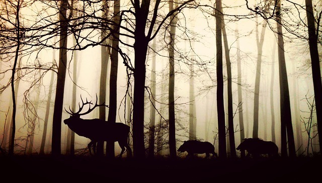 暗い森を歩く動物