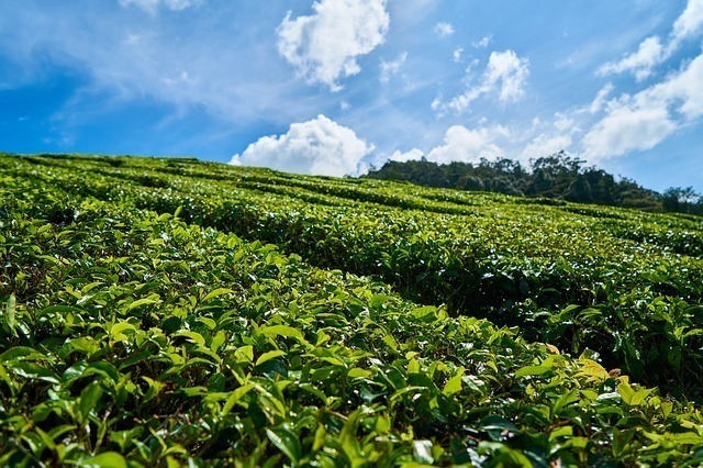 青空の下に広がる茶畑
