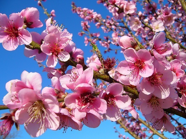 桃の花のアップ画像