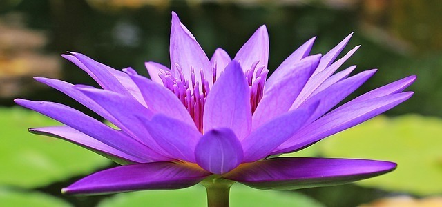 紫色の蓮の花