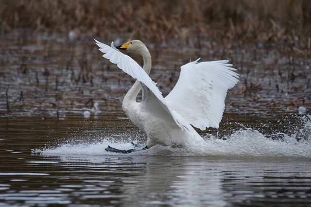 水面で羽を広げる白鳥