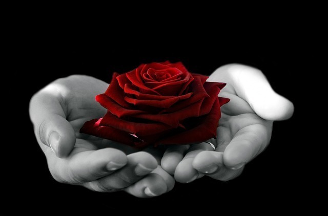 真紅のバラを大切そうに両手で持つ画像