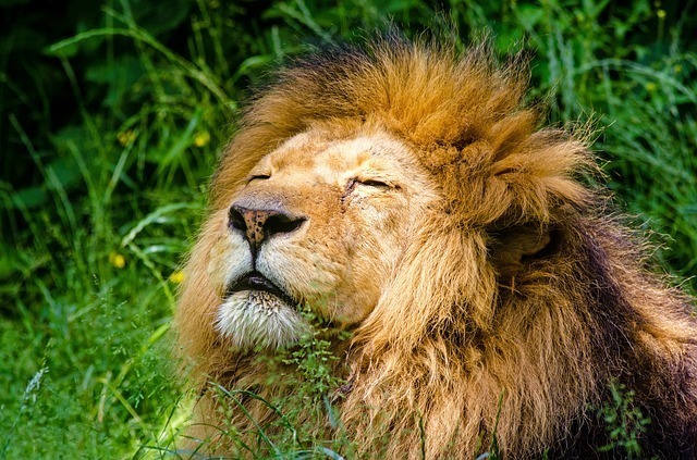日光浴するライオン