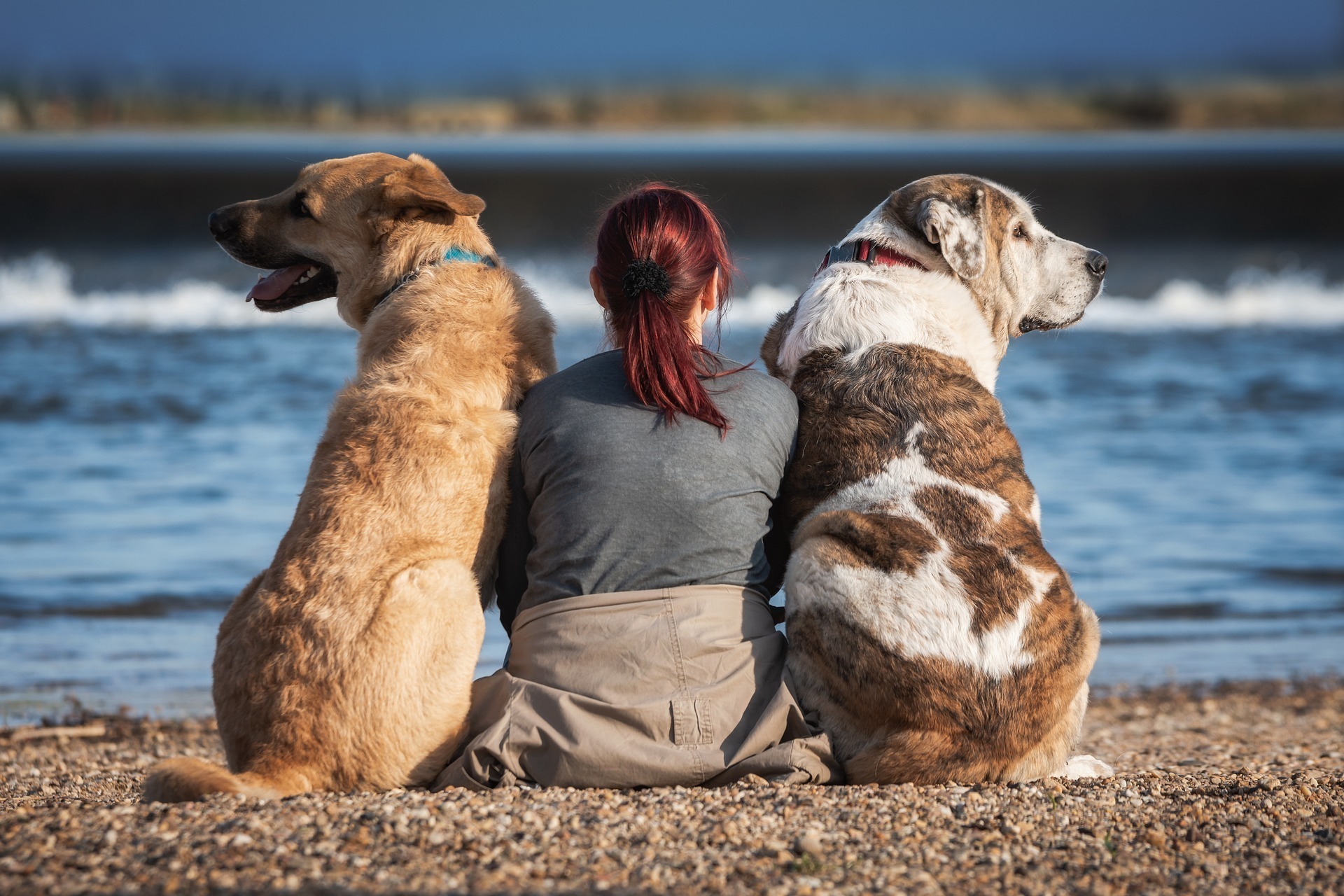 二匹の犬と座っている女性