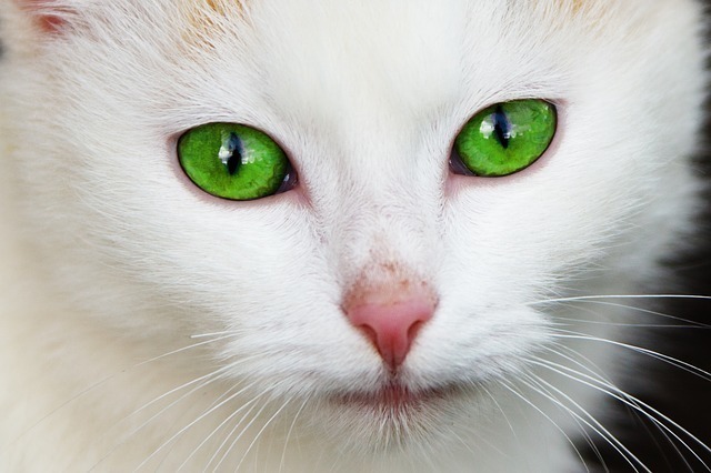 猫の目の色の種類まとめ 目の色は変化する 目の色が左右違う猫は セレスティア358