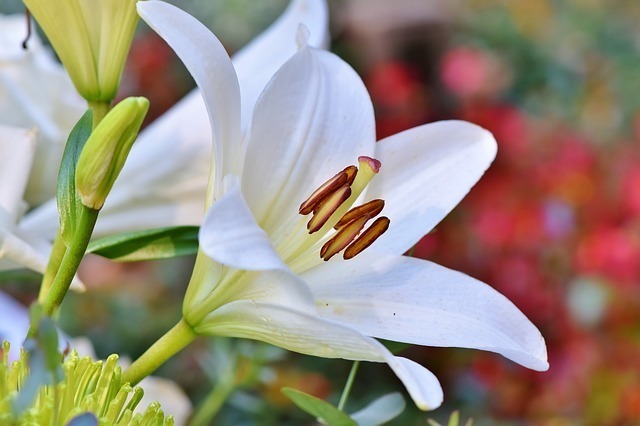 白百合の怖い花言葉の意味とは 種類 色別の花言葉の意味をご紹介 セレスティア358