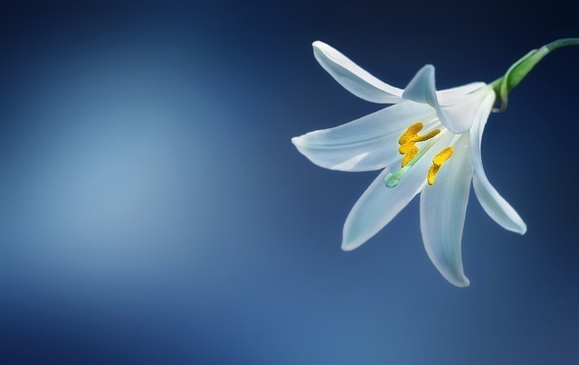 白百合の怖い花言葉の意味とは 種類 色別の花言葉の意味をご紹介 セレスティア358