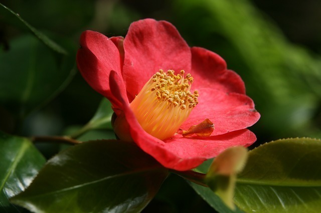 椿 ツバキ の花言葉をご紹介 種類によって異なる 白 赤 ピンク セレスティア358