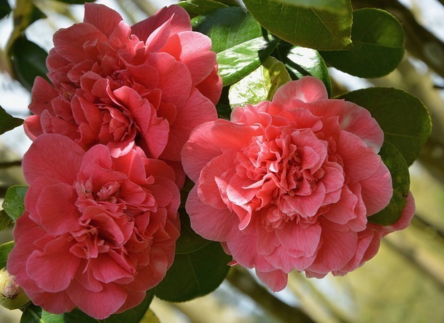 椿 ツバキ の花言葉をご紹介 種類によって異なる 白 赤 ピンク セレスティア358