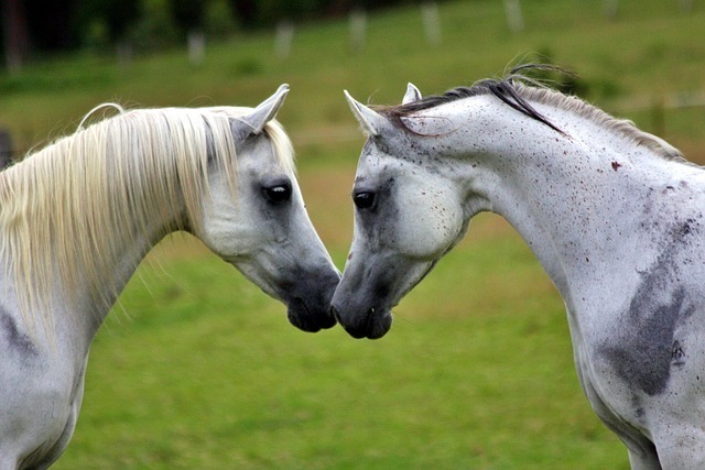 鼻を付け合う白い馬