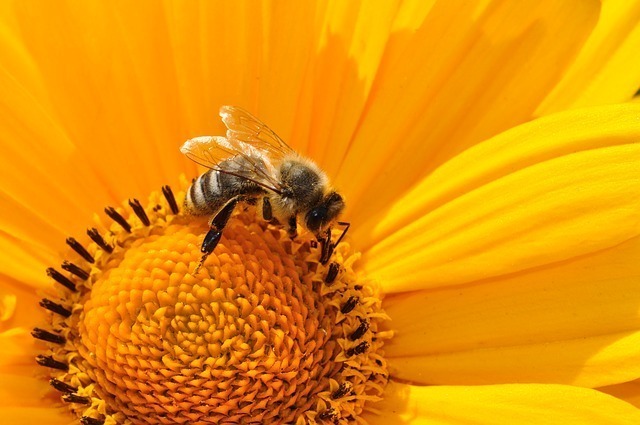 花にとまる蜂