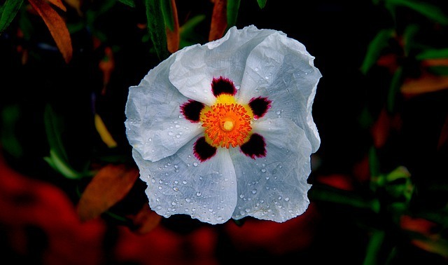 ゴジアオイとは 恐ろしい花言葉をもつサイコパス 自然発火する植物を解説 セレスティア358