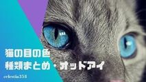 猫の目の色の種類まとめ！目の色は変化する？目の色が左右違う猫は？