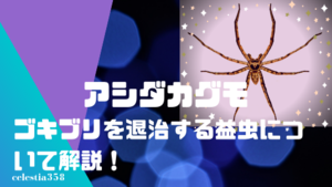 アシダカグモは人に懐くって本当 ゴキブリを食べる益虫と仲良く同居する方法 セレスティア358