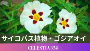 ゴジアオイとは 恐ろしい花言葉をもつサイコパス 自然発火する植物を解説 セレスティア358